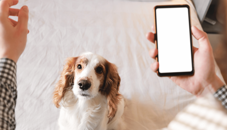 افضل تطبيق تدريب الكلاب للجوال وفوائده العديدة للمبتدئين